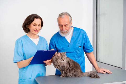 Encuentra el Mejor Veterinario Cerca de Mí: Guía para Cuidar la Salud de tu Mascota