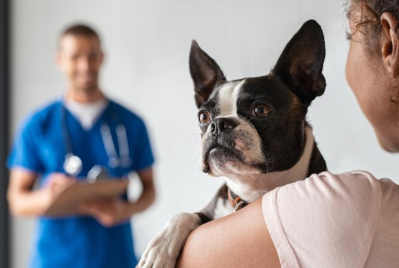 Clínica Veterinaria Cerca de Mí: Cómo Encontrar el Mejor Cuidado para tu Mascota